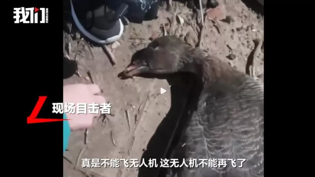 全世界的动物,都怕了这种出片神器-第2张图片- 全世界的动物,都怕了这种出片神器-第2张图片-