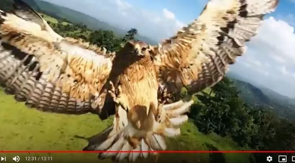 全世界的动物,都怕了这种出片神器-第7张图片- 全世界的动物,都怕了这种出片神器-第7张图片-