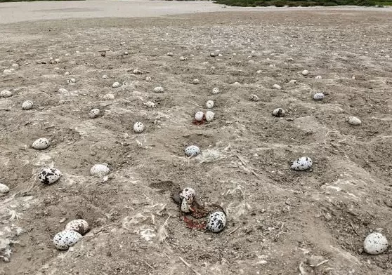 全世界的动物,都怕了这种出片神器-第6张图片- 全世界的动物,都怕了这种出片神器-第6张图片-