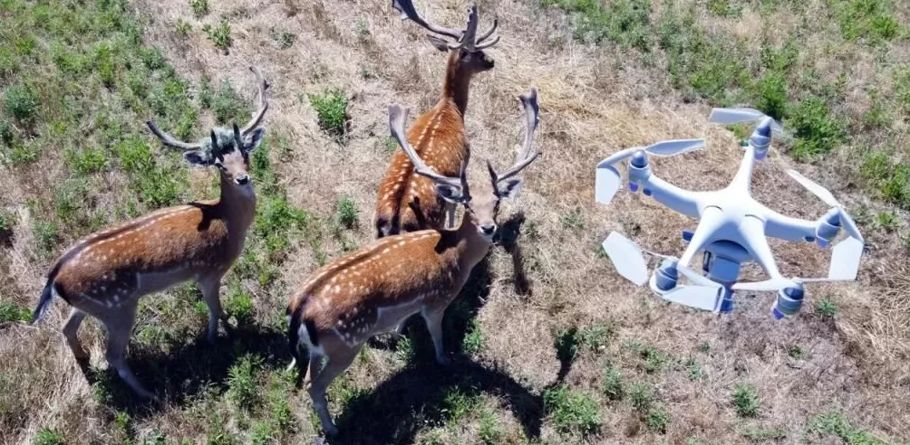 全世界的动物,都怕了这种出片神器-第11张图片- 全世界的动物,都怕了这种出片神器-第11张图片-