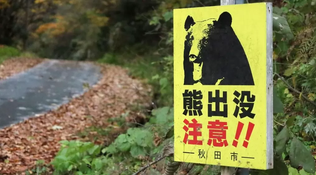 日本环境省：今年10月共有88人遭熊袭击-第1张图片-
