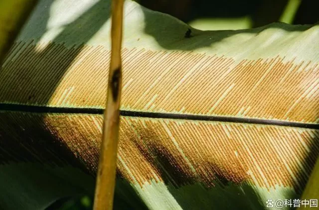 超市50块钱一斤的网红菜,竟是云南人的“绿化带”-第6张图片- 超市50块钱一斤的网红菜,竟是云南人的“绿化带”-第6张图片-