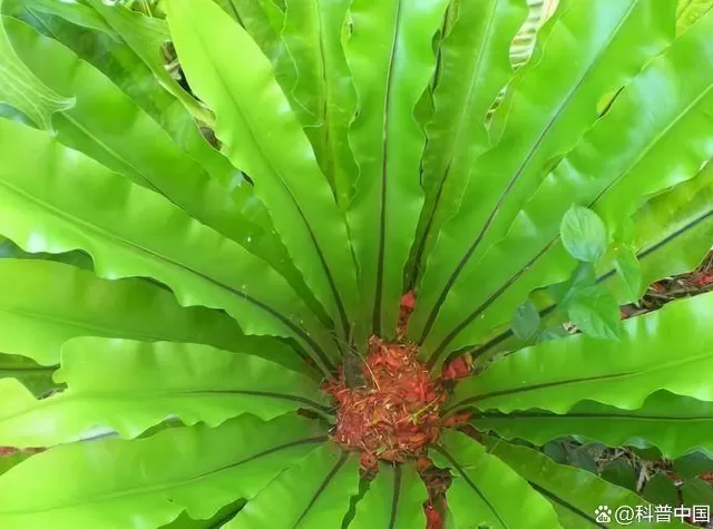 超市50块钱一斤的网红菜,竟是云南人的“绿化带”-第5张图片- 超市50块钱一斤的网红菜,竟是云南人的“绿化带”-第5张图片-