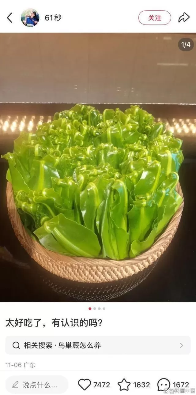 超市50块钱一斤的网红菜,竟是云南人的“绿化带”-第1张图片- 超市50块钱一斤的网红菜,竟是云南人的“绿化带”-第1张图片-