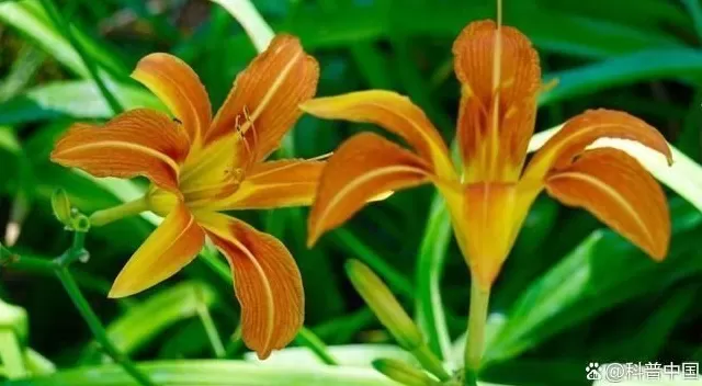 超市50块钱一斤的网红菜,竟是云南人的“绿化带”-第10张图片- 超市50块钱一斤的网红菜,竟是云南人的“绿化带”-第10张图片-