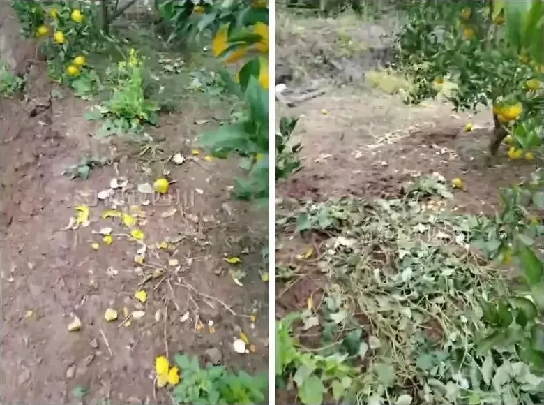 四川一地村民求助:耙耙柑被糟蹋惨了,谁来收拾“泼猴”?官方回复-第1张图片- 四川一地村民求助:耙耙柑被糟蹋惨了,谁来收拾“泼猴”?官方回复-第1张图片-