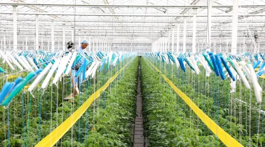 江苏东台:沃野之上,万象“耕”新-第2张图片- 江苏东台:沃野之上,万象“耕”新-第2张图片-