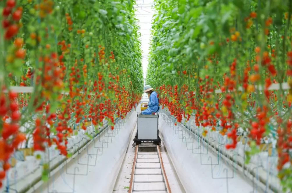 江苏东台:沃野之上,万象“耕”新-第4张图片- 江苏东台:沃野之上,万象“耕”新-第4张图片-