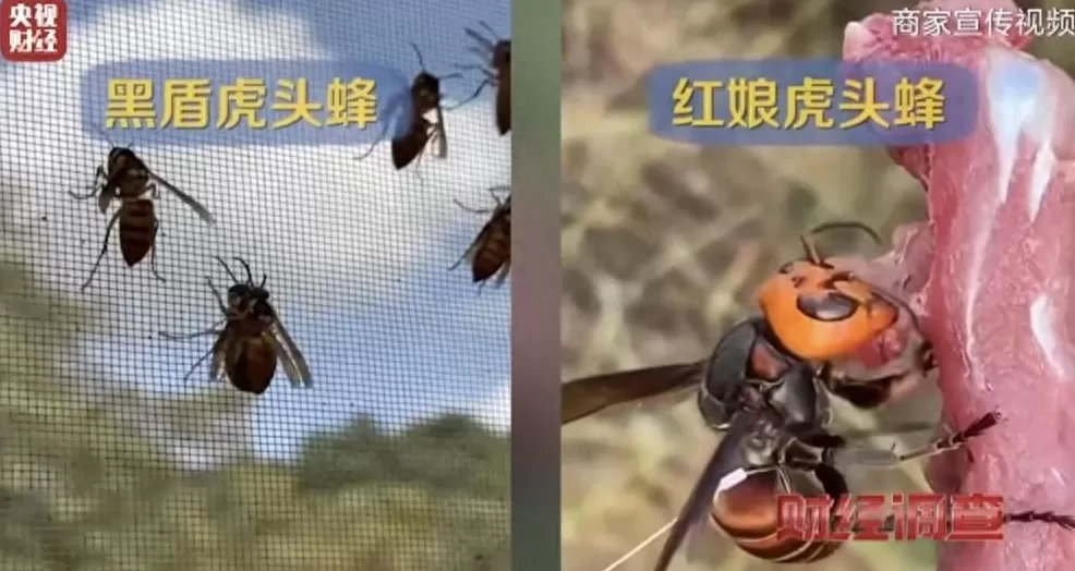 云南龙陵一企业养殖伤人蜂,宣称6666元包教包会,当地多部门回应-第1张图片- 云南龙陵一企业养殖伤人蜂,宣称6666元包教包会,当地多部门回应-第1张图片-