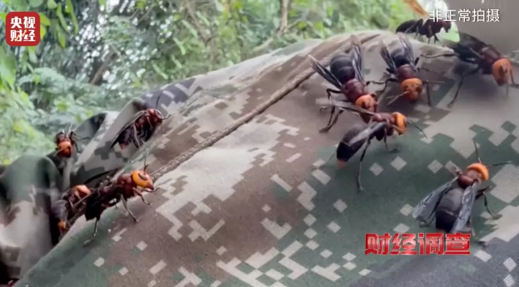 媒体:“杀人蜂”生意链,不该继续游走在监管盲区里-第1张图片- 媒体:“杀人蜂”生意链,不该继续游走在监管盲区里-第1张图片-