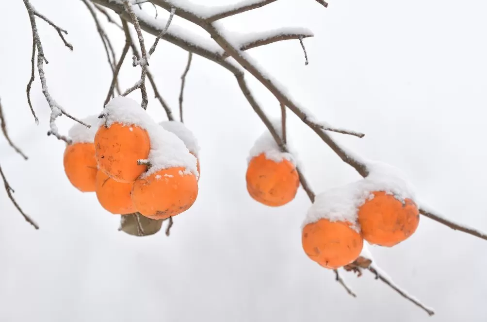 城事|寒潮南下,冰冻线越过长江,全国今起转晴朗干燥模式-第9张图片- 城事|寒潮南下,冰冻线越过长江,全国今起转晴朗干燥模式-第9张图片-