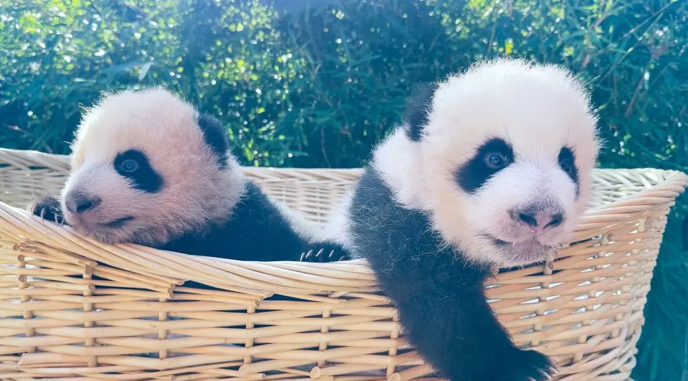 与妈妈“芊金”一字相承,这对大熊猫龙凤胎取名“芊然”与“芊逸”-第1张图片- 与妈妈“芊金”一字相承,这对大熊猫龙凤胎取名“芊然”与“芊逸”-第1张图片-