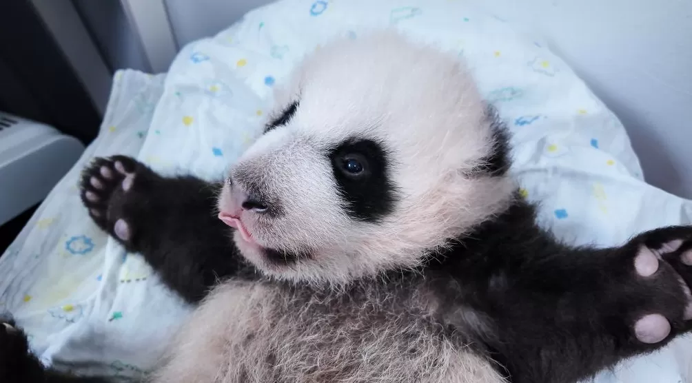 与妈妈“芊金”一字相承,这对大熊猫龙凤胎取名“芊然”与“芊逸”-第3张图片- 与妈妈“芊金”一字相承,这对大熊猫龙凤胎取名“芊然”与“芊逸”-第3张图片-