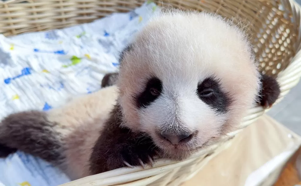 与妈妈“芊金”一字相承,这对大熊猫龙凤胎取名“芊然”与“芊逸”-第2张图片- 与妈妈“芊金”一字相承,这对大熊猫龙凤胎取名“芊然”与“芊逸”-第2张图片-