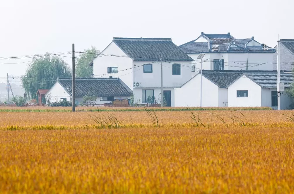 夜读｜穿越一片稻田-第1张图片-
