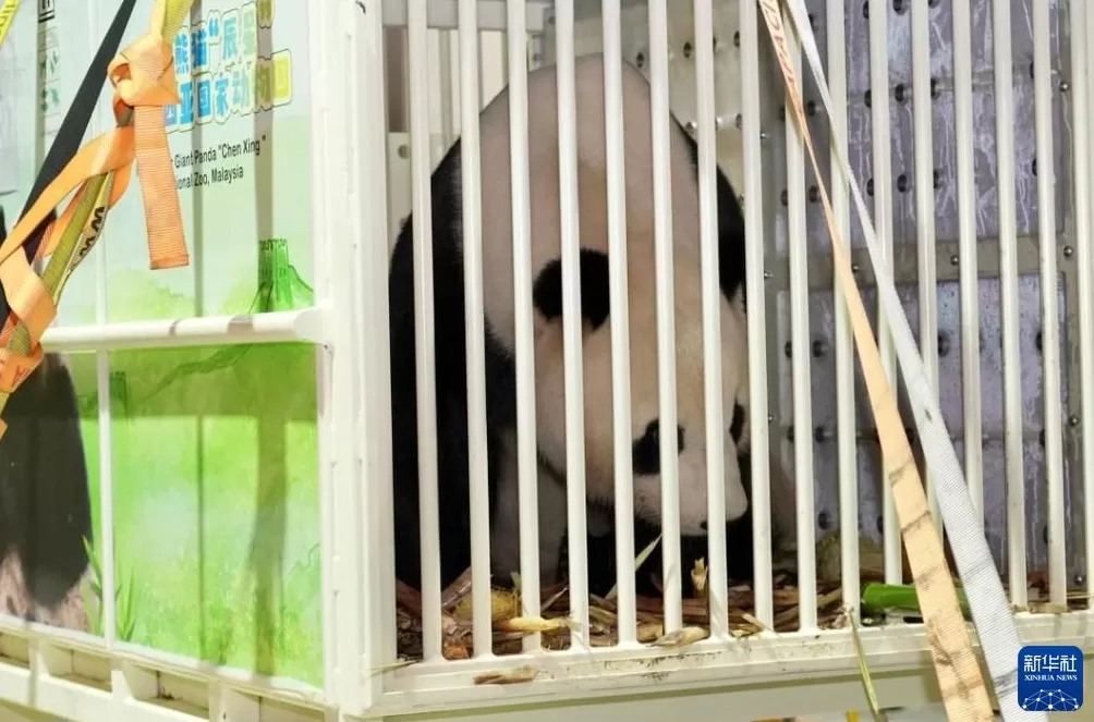 大熊猫“辰星”“晓月”抵达马来西亚吉隆坡-第3张图片-