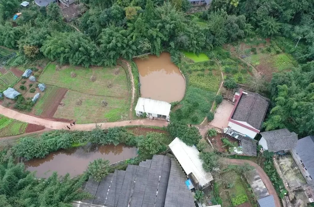 央视曝光“杀人蜂”滥养牟利引关注，四川犍为：正联合调查虎头蜂养殖情况-第3张图片-