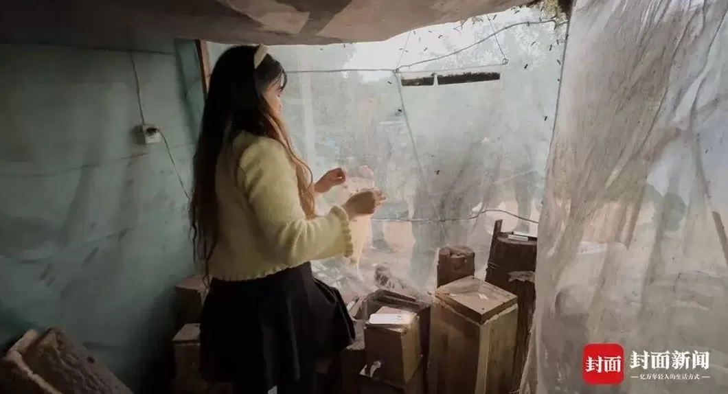 央视曝光“杀人蜂”滥养牟利引关注，四川犍为：正联合调查虎头蜂养殖情况-第4张图片-