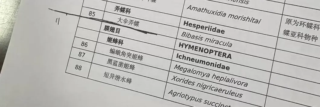 央视曝光“杀人蜂”滥养牟利引关注，四川犍为：正联合调查虎头蜂养殖情况-第7张图片-