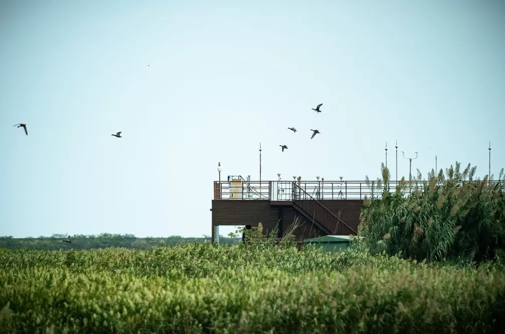 湿地保护率达60.73%，上海崇明如何建设世界级生态岛？-第1张图片-