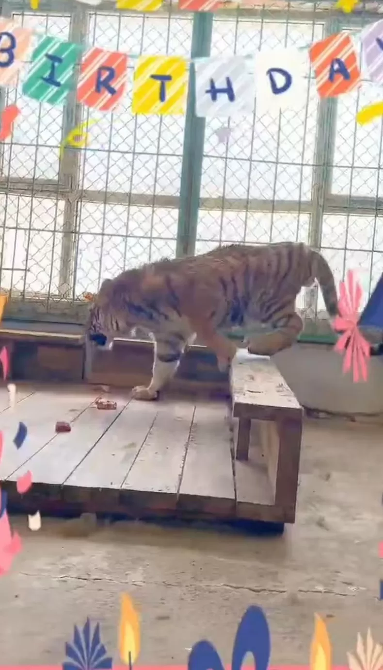 认养东北虎被隐瞒死讯、园方称档案须保密，律师：认养人有知情权-第2张图片-