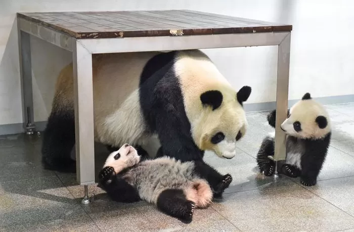 镜头内外｜最后2只旅日大熊猫 “晓晓”“蕾蕾” 即将归国-第2张图片-