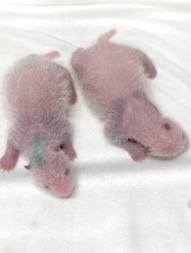 镜头内外｜最后2只旅日大熊猫 “晓晓”“蕾蕾” 即将归国-第1张图片-