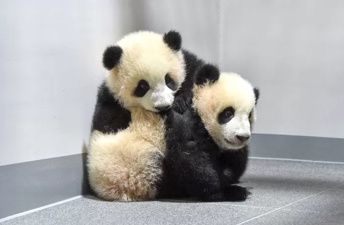 镜头内外｜最后2只旅日大熊猫 “晓晓”“蕾蕾” 即将归国-第3张图片-