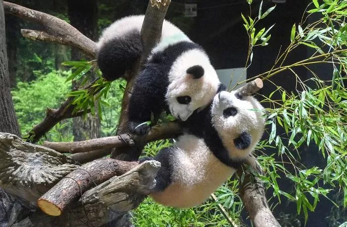 镜头内外｜最后2只旅日大熊猫 “晓晓”“蕾蕾” 即将归国-第4张图片-