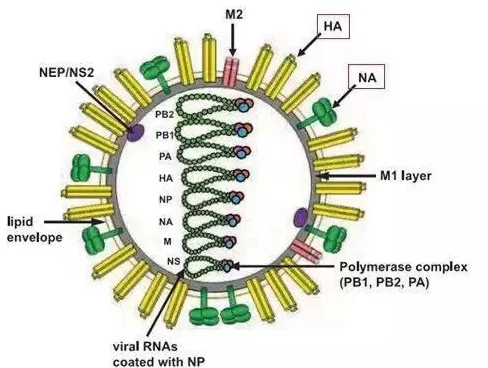 流感活动持续上升,一周暴发955起!重症可致死-第5张图片- 流感活动持续上升,一周暴发955起!重症可致死-第5张图片-