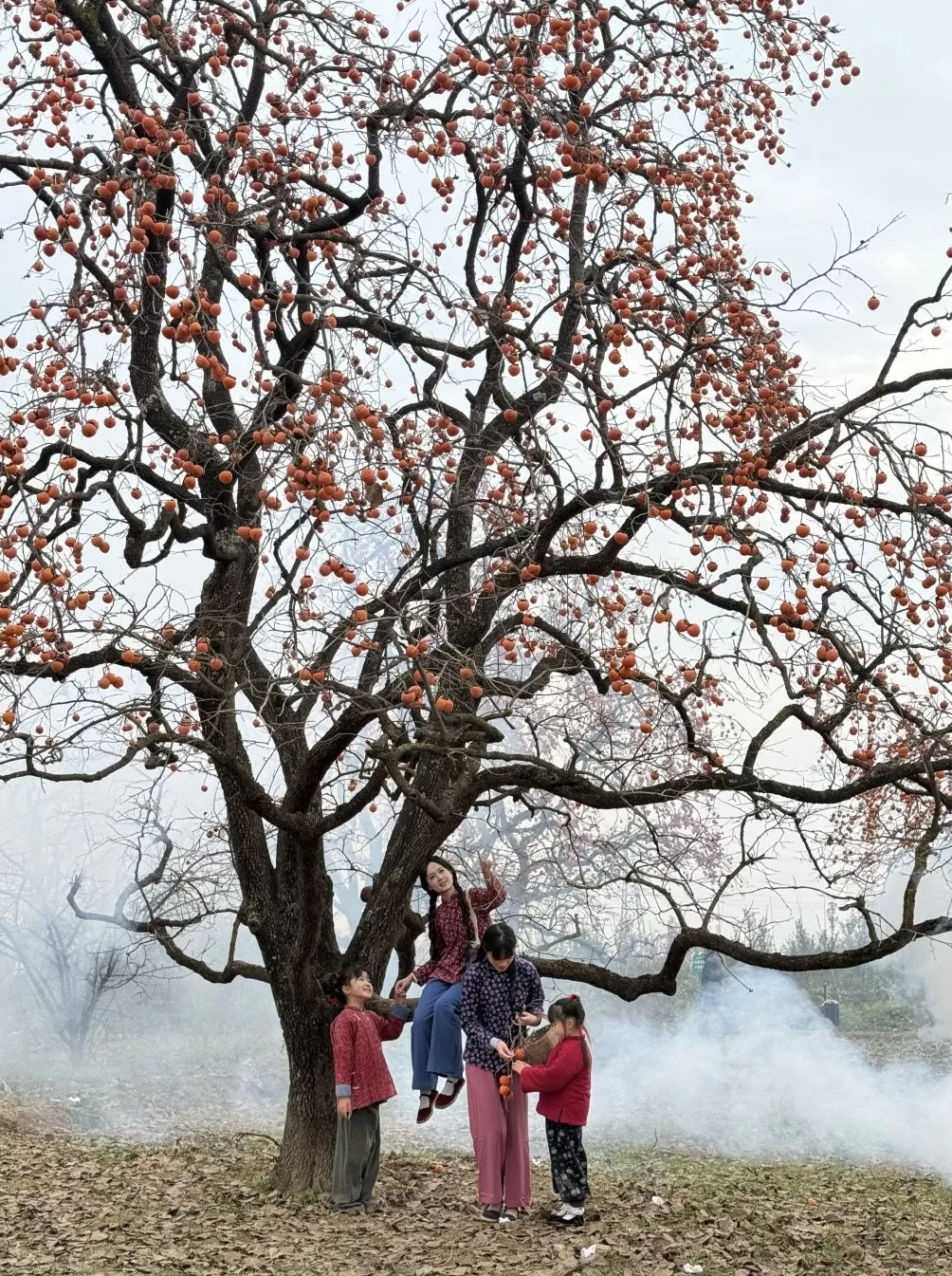 红柿引客来 服务暖人心：彬州柿林的诗意邀约与贴心守护-第1张图片-