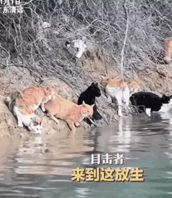 没有功德,只剩缺德-第9张图片- 没有功德,只剩缺德-第9张图片-