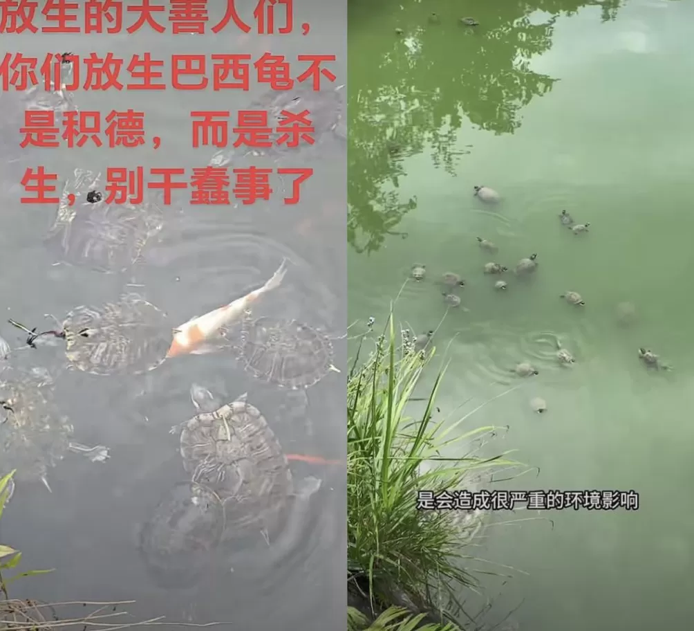 没有功德,只剩缺德-第13张图片- 没有功德,只剩缺德-第13张图片-