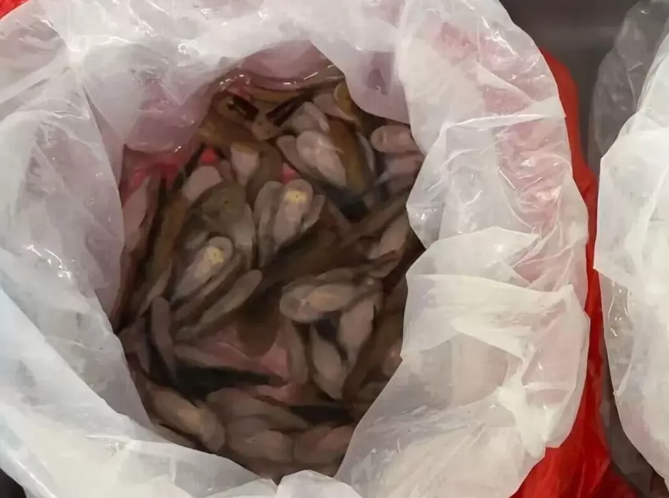 深圳海关在一进境女旅客黑色长裙内，查获229条活体鱼-第1张图片-