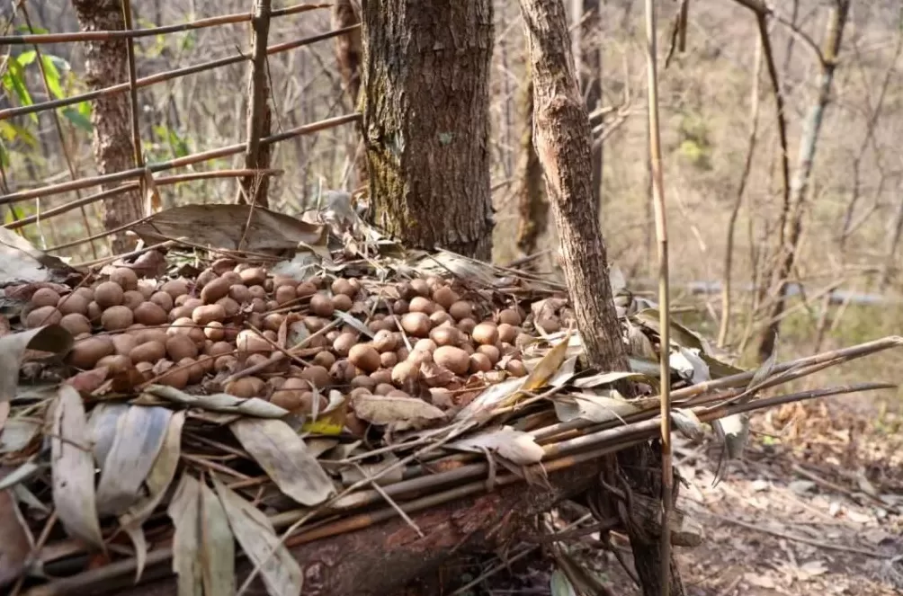 张家界荒野求生，一群想过得好一点的人-第5张图片-