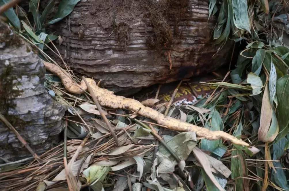 张家界荒野求生，一群想过得好一点的人-第16张图片-