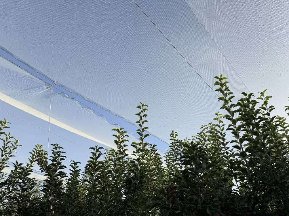 调研｜在新疆产业链上游，保险如何成为风险治理的“前置力量”-第1张图片-