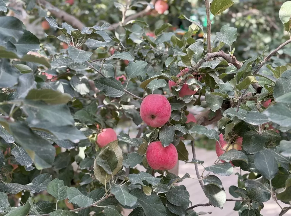 调研｜在新疆产业链上游，保险如何成为风险治理的“前置力量”-第2张图片-