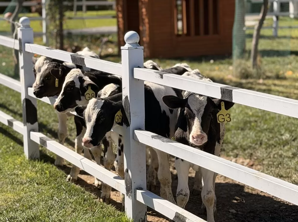 调研｜在新疆产业链上游，保险如何成为风险治理的“前置力量”-第4张图片-