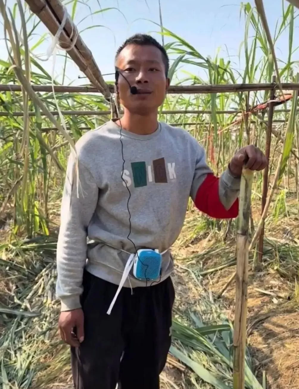 四川眉山“偷甘蔗农场”爆火！增设2.99元入场费后，地里仍来了上千游客-第1张图片-