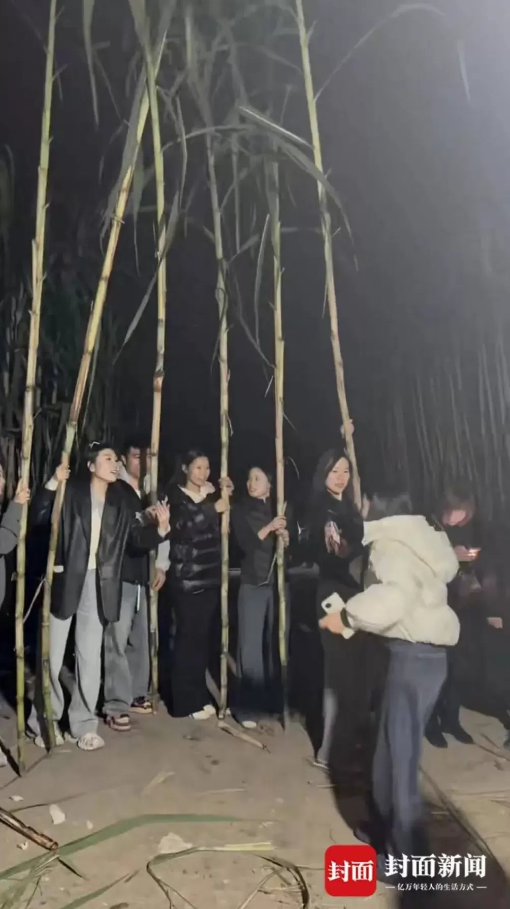 四川眉山“偷甘蔗农场”爆火！增设2.99元入场费后，地里仍来了上千游客-第3张图片-