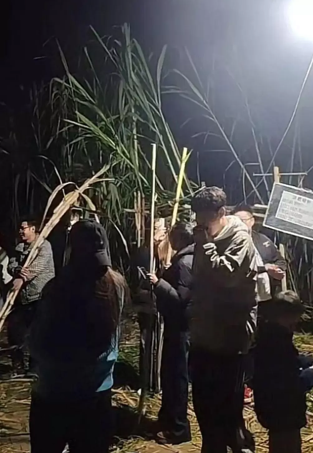 四川眉山“偷甘蔗农场”爆火！增设2.99元入场费后，地里仍来了上千游客-第2张图片-