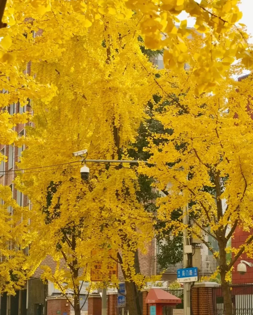 又是一年深秋浪漫，申城44条“落叶不扫景观道”将陆续上线-第1张图片-