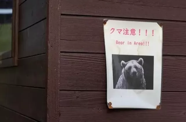 石破茂带头吃熊肉，日本先被熊干翻了-第4张图片-