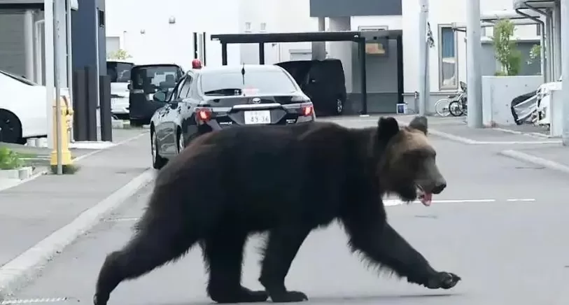 石破茂带头吃熊肉，日本先被熊干翻了-第3张图片-