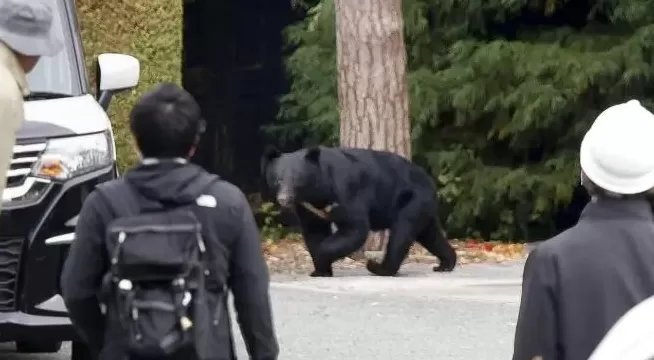 石破茂带头吃熊肉，日本先被熊干翻了-第1张图片-