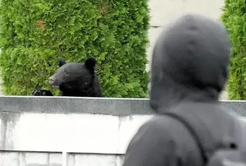 石破茂带头吃熊肉，日本先被熊干翻了-第6张图片-