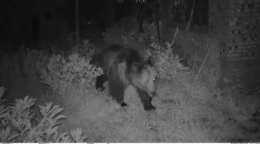 石破茂带头吃熊肉，日本先被熊干翻了-第10张图片-