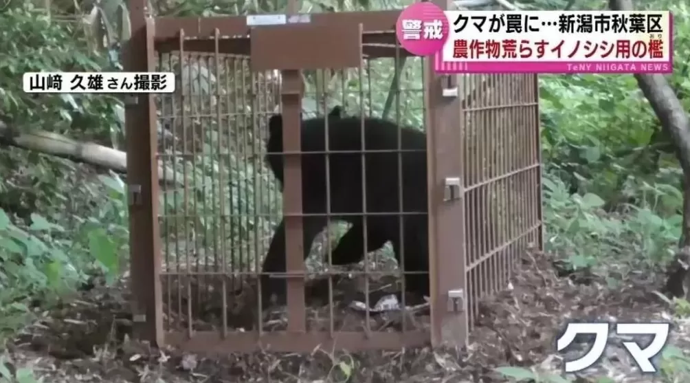 石破茂带头吃熊肉，日本先被熊干翻了-第12张图片-