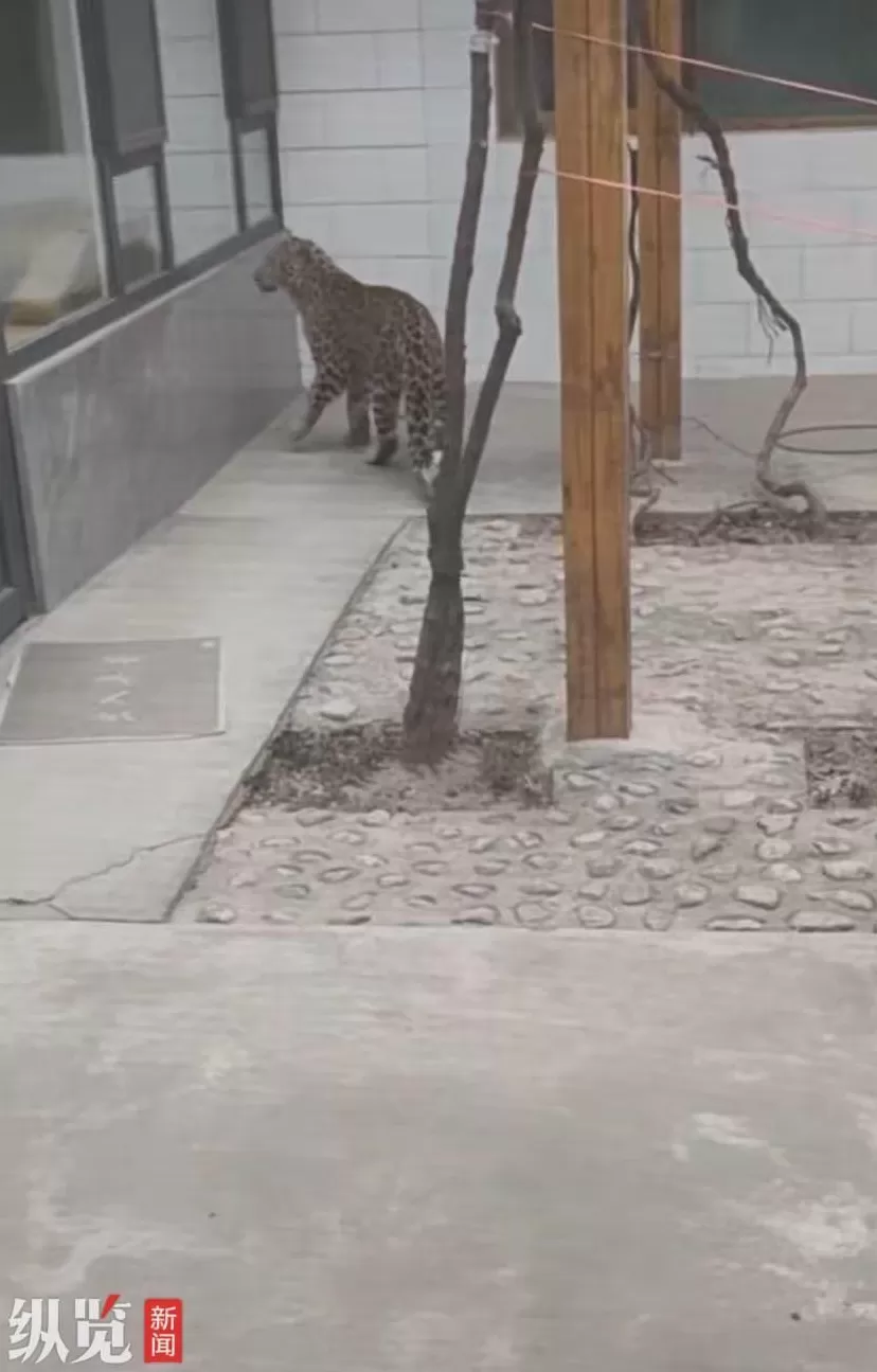 山西霍州一野生花豹进入村民院子，当地回应：无居民受伤-第1张图片-